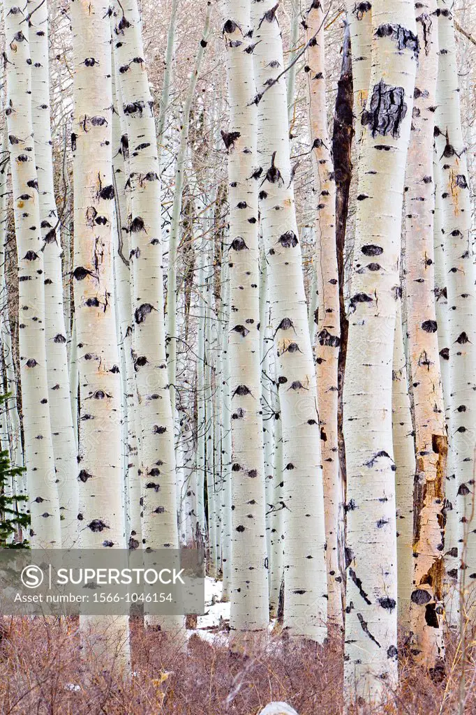 United States, Utah, near Moab, Aspen Populus tremuloides also called Quaking aspen, Trembling aspen, American aspen, Quakies, Mountain or Golden aspe...