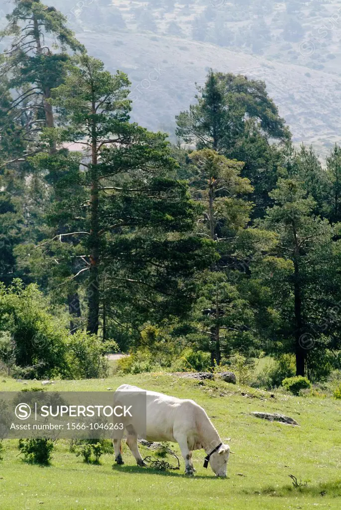 Cow grazing in the meadow of Griegos, Griegos, Sierra de Albarracin, Universal Mounts, Teruel, Spain, Europe