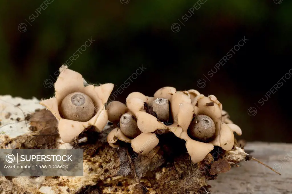 Mushrooms. Image taken at Kampung Satau, Singai, Sarawak, Malaysia.