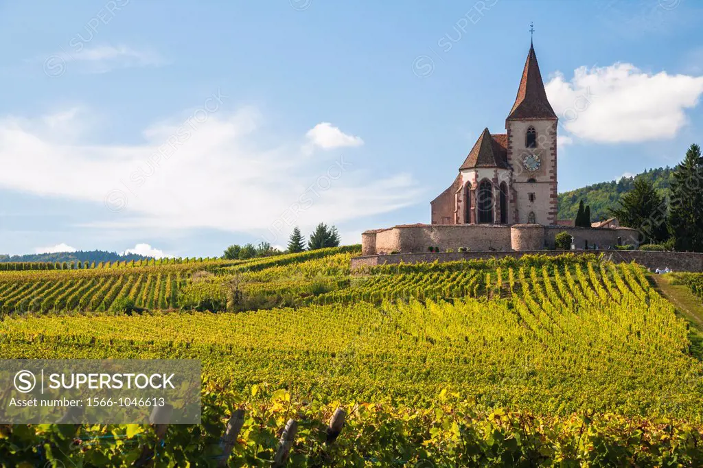 The picturesque church of Saint-Jacques-le-Majeur with surrounding vineyards, Hunawihr, Alsace, France, Europe
