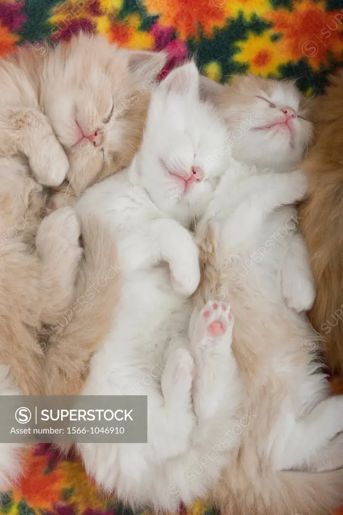 Group Of Five 6 Week Old Long Haired White Ginger Kittens Asleep On Blanket