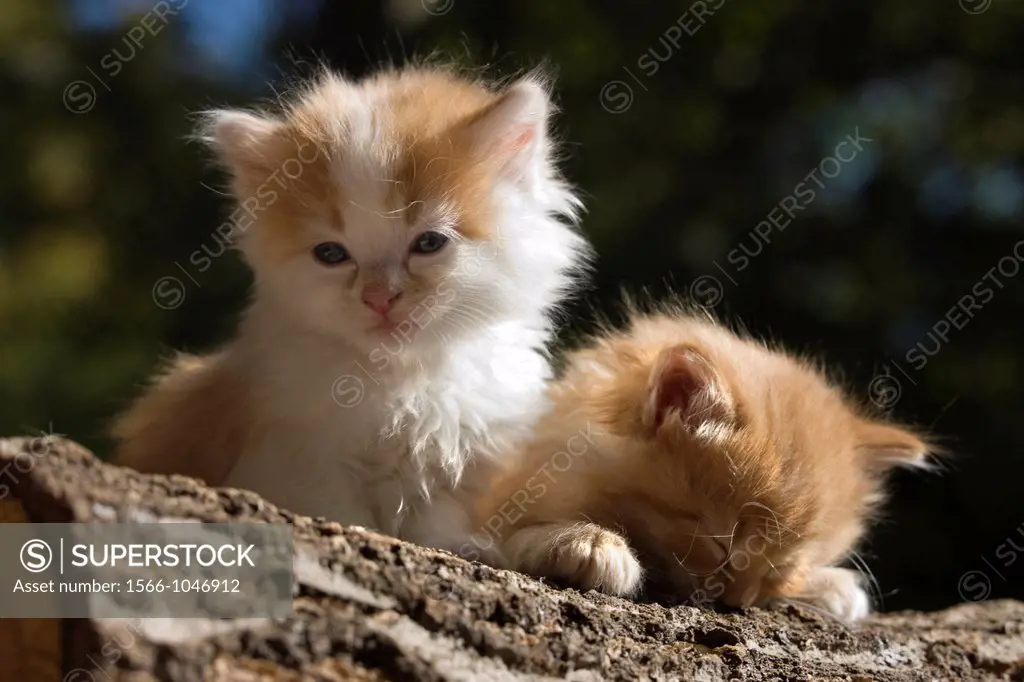 Two 6 Week Old Long Haired Ginger Kittens On Log Woodpile
