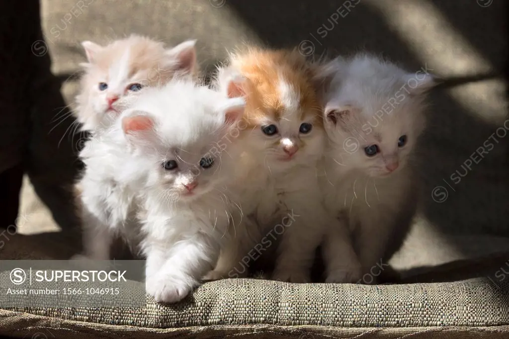 Group Of Three 6 Week Old Long Haired White Ginger Kittens On Wicker Porch Chair