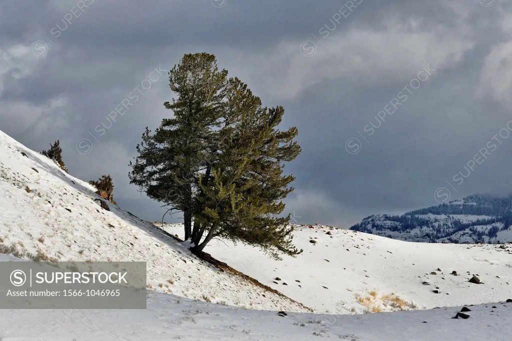 Pine tree on a snowy hillside in the Lamar Valley, Yellowstone NP, Wyoming, USA