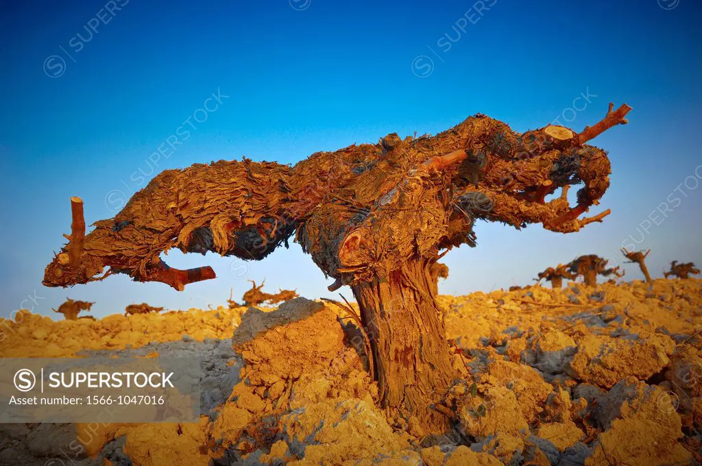 Montilla-Moriles vineyards, Montilla, Cordoba province, Andalusia, Spain