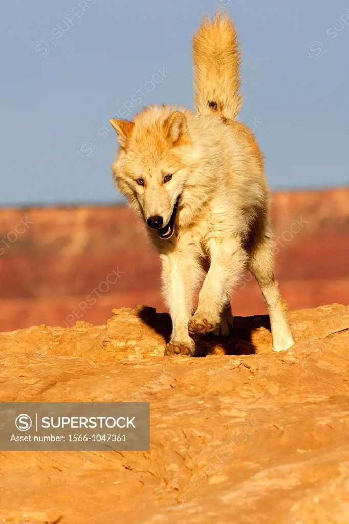 United Sates , Utah , Wolf or Gray Wolf orTimber Wolf  Canis lupus.