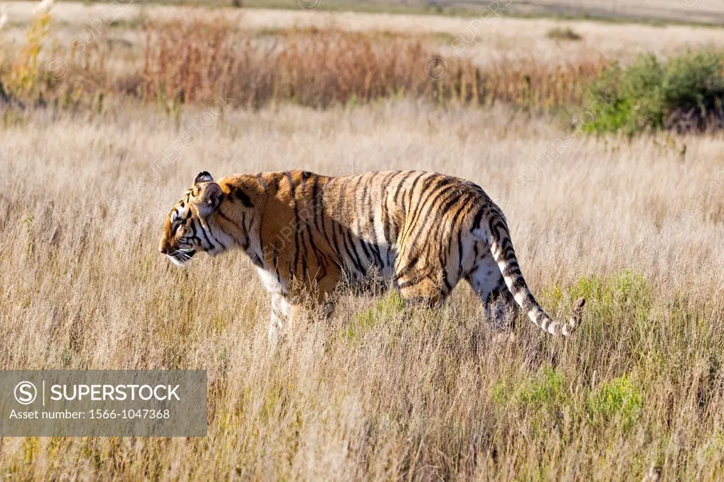Asian Bengal Tiger (Panthera tigris tigris), private reserve