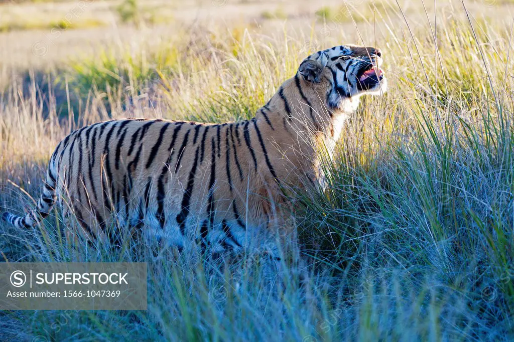 Asian Bengal Tiger (Panthera tigris tigris), private reserve, Flehmen response