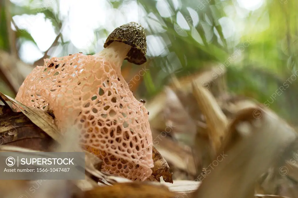 Mushroom. Image taken at Kampung Satau, Singai, Sarawak, Malaysia.