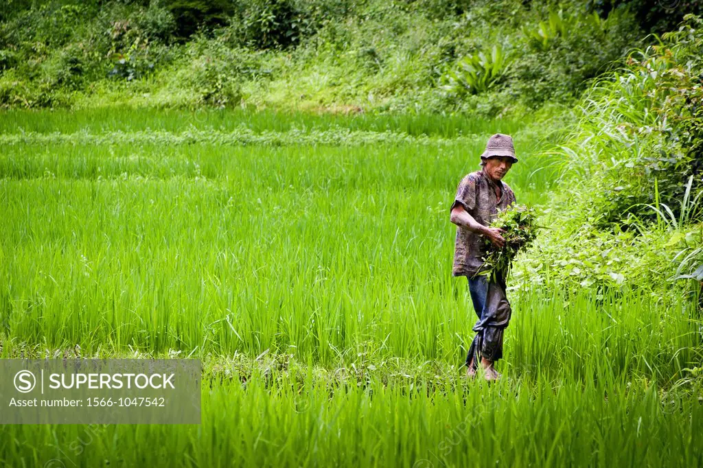Man working in a rice field  Chiang Mai province  Thailand