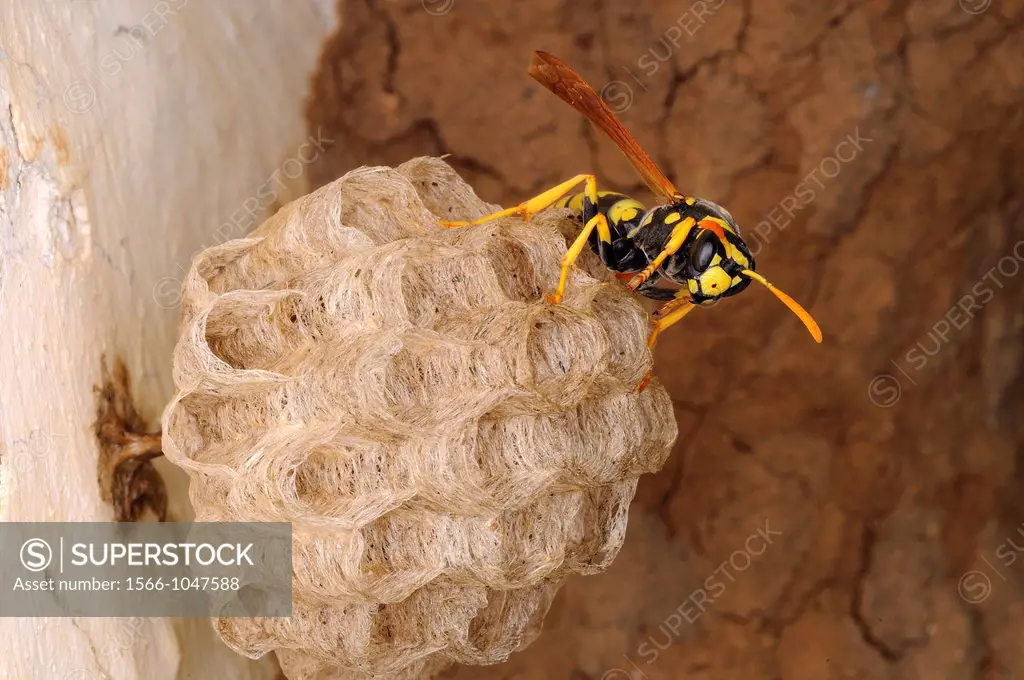 Common wasp Vespula vulgaris Extremadura Spain