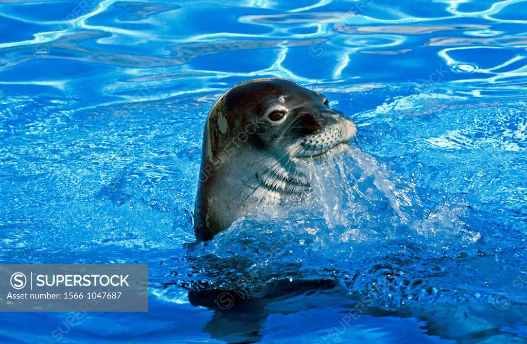 Hawaiian Monk Seal, monachus schauinslandi, Head of Adult emerging from Water