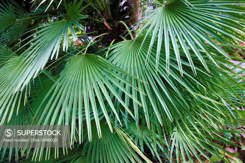 Spain, Canary Islands, Tenerife, mediterranean palm, chamaerops humilis,