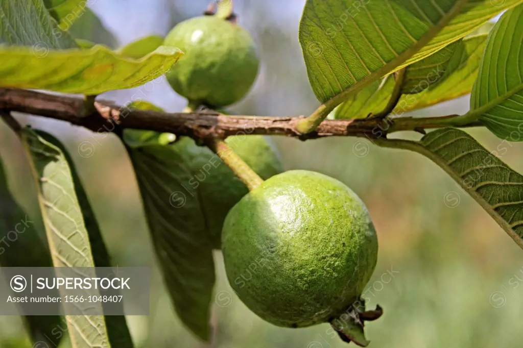 Psidium guajava, Guava on tree, India