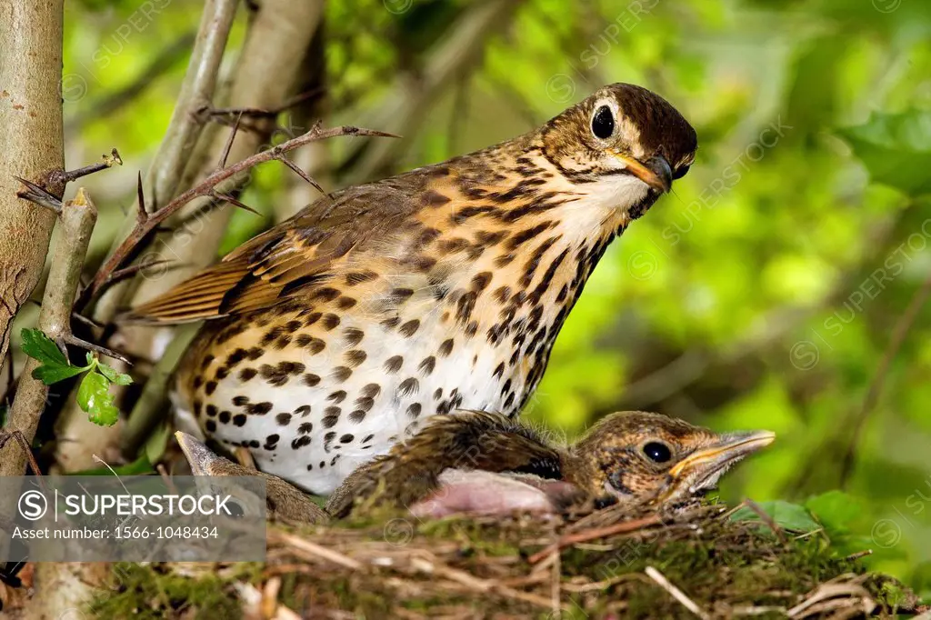 Song Thrush, turdus philomelos, Adult with Chicks in Nest, Normandy