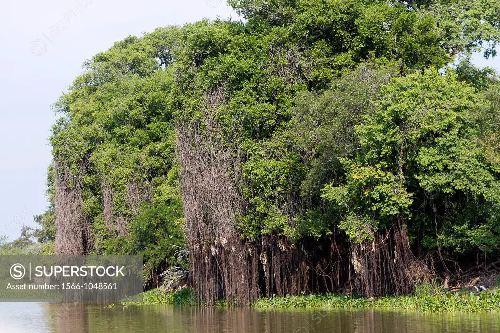 Brazil, Mato Grosso, Pantanal area, river Cuiaba.
