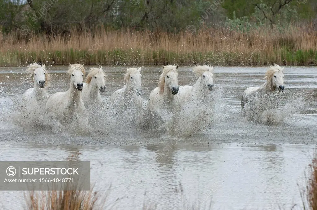 Camargue horses running in a marsh, Bouches du Rhône, France