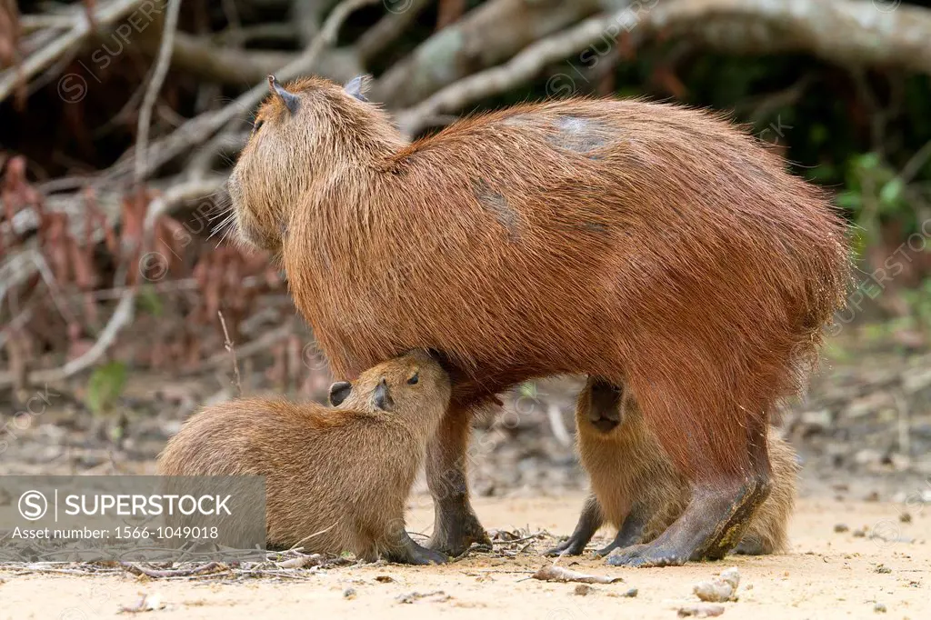 Brazil, Mato Grosso, Pantanal area, the capybara Hydrochaeris hydrochaeris is the largest rodent in the world.