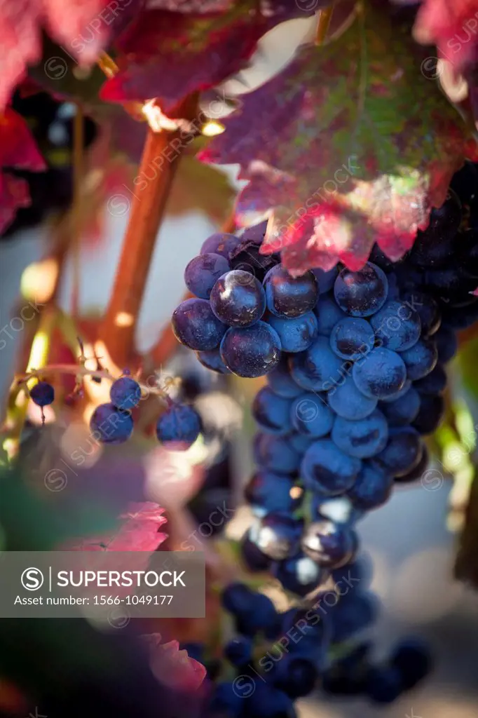 Vineyards in La Rioja Alava, Rioja and Basque Country Spain, Europe