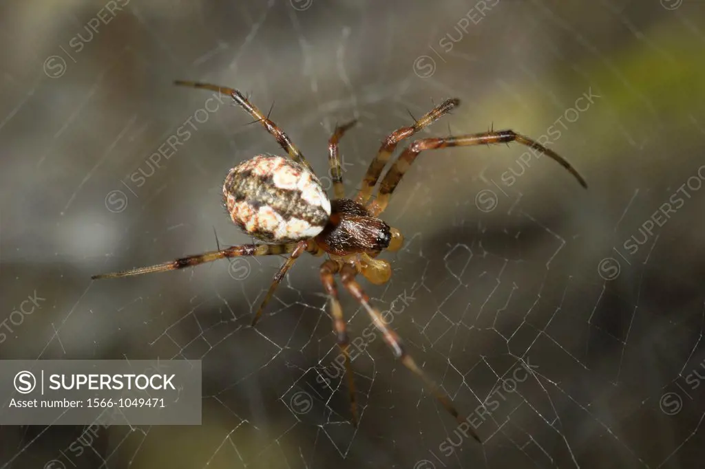 Spider from Kampung Skudup, Sarawak, Malaysia