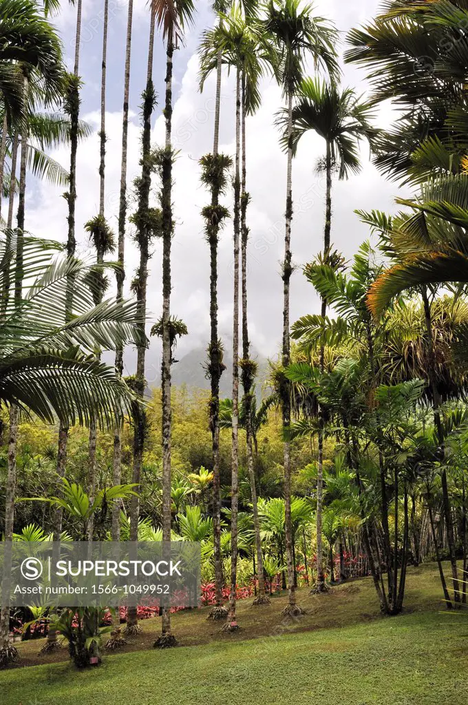 Jardin de Balata botanical garden, Martinique, french island overseas region and department in the Lesser Antilles in the eastern Caribbean Sea, Atlan...