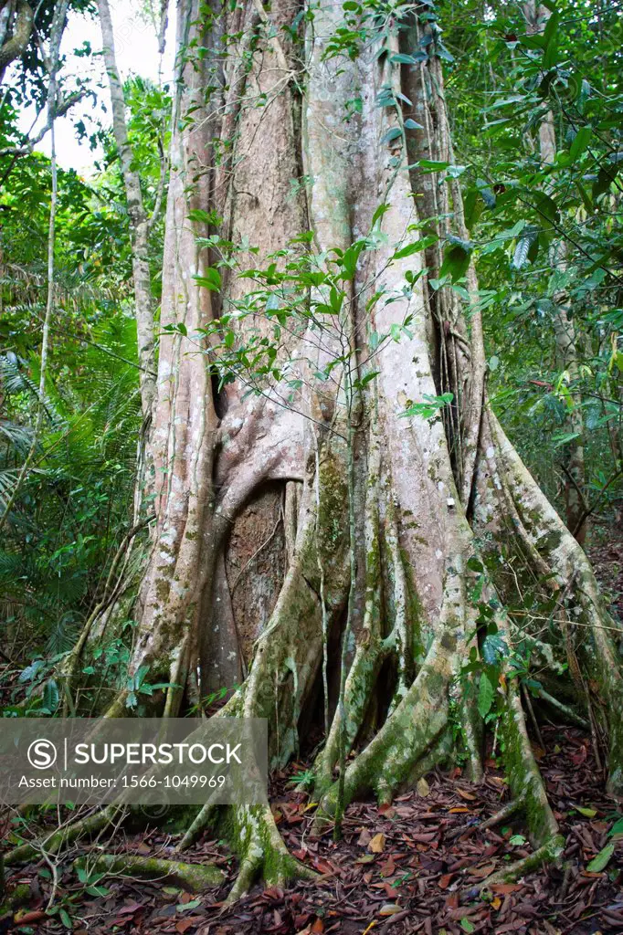 Strangler fig  Khao Yai National Park  Thailand