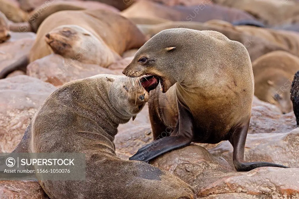 South African Fur Seal, arctocephalus pusillus, Females fighting, Colony at Cape Cross in Namibia