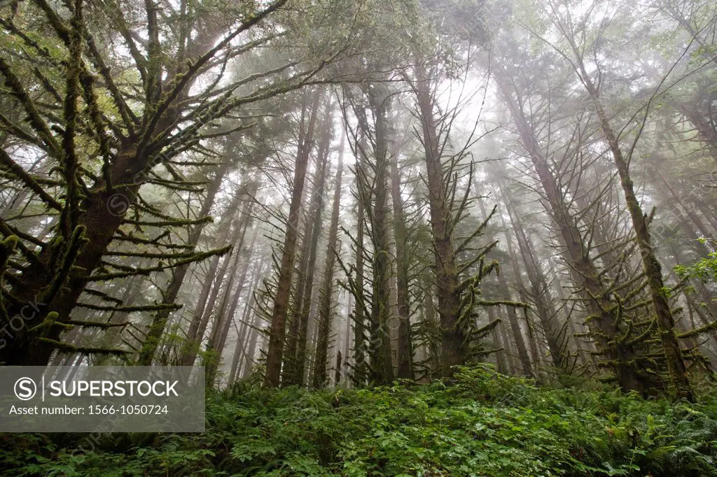Fog moves into Redwood forest