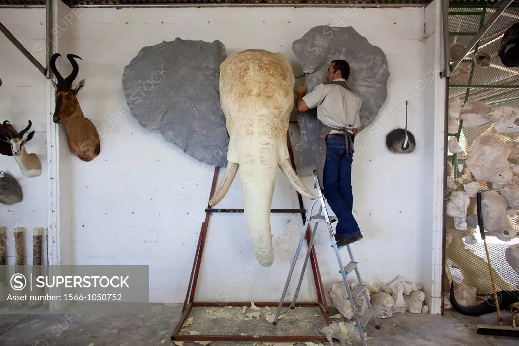 taxidermy  Hunters from US and Germany shoot wildlife and stuff it as a trophy in a taxidermy workshop in Namibia
