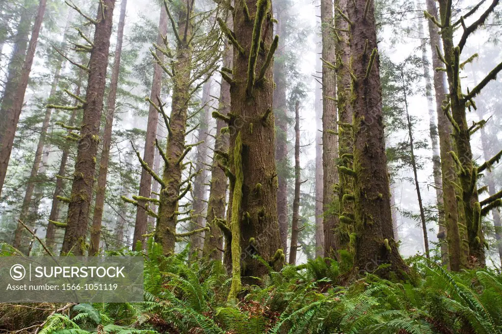 Fog moves into Redwood forest
