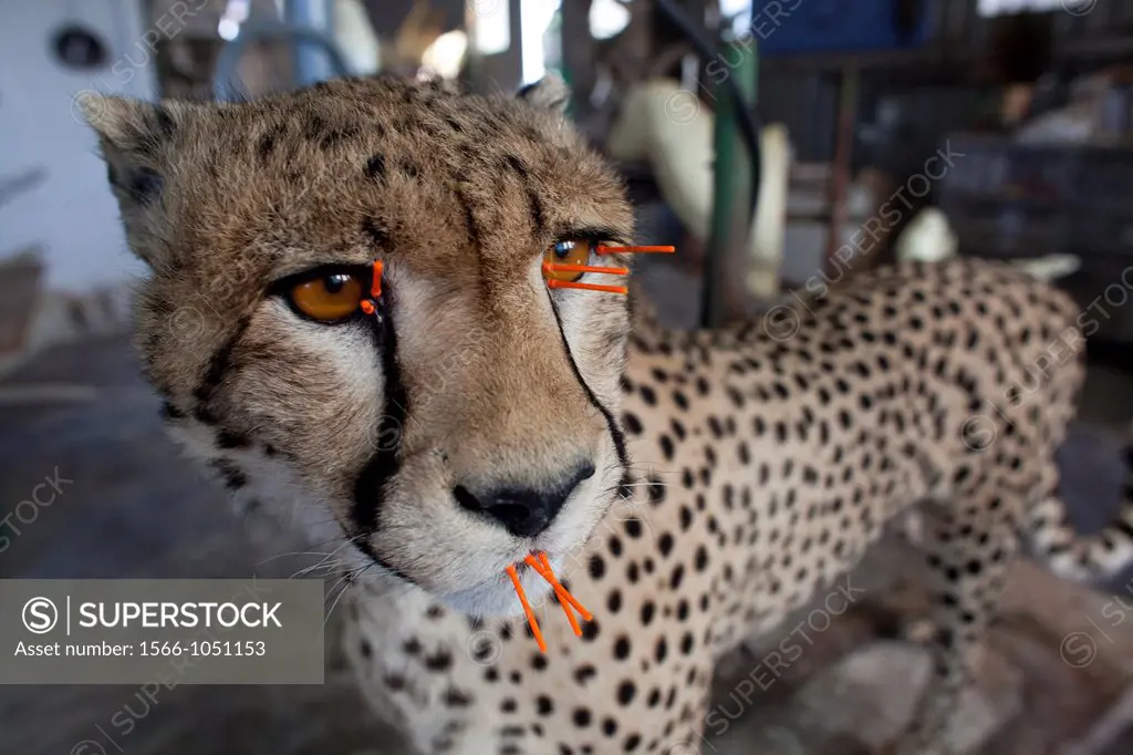 taxidermy  Hunters from US and Germany shoot wildlife and stuff it as a trophy in a taxidermy workshop in Namibia