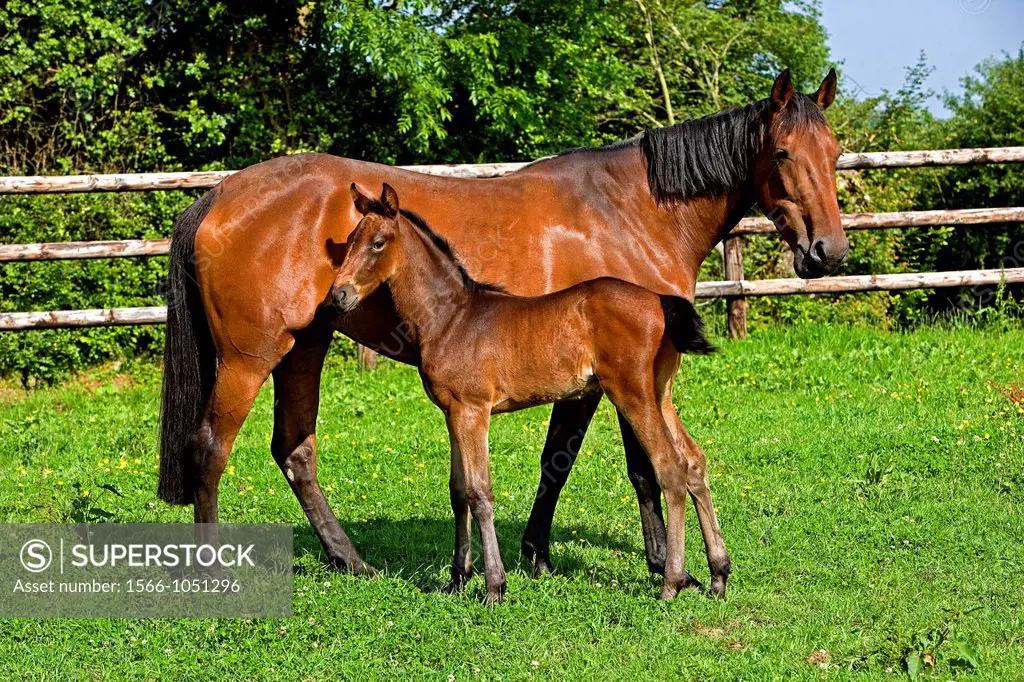 French Trotter Horse, Mare with Foal standing in Paddock, Normandy
