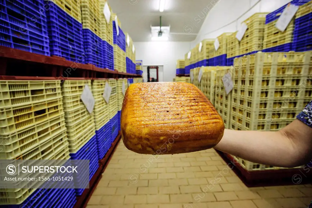Manufacture of cheese - denomination of origin Alcaidus Mahon estate, Alaior, Menorca, Balearic Islands, Spain, Europe