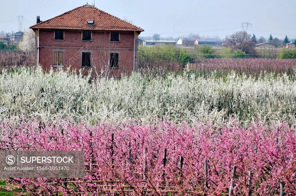 Between Bazzano and Crespellano, Emilia-Romagna, Italy: plums trees blossoming in Springtime