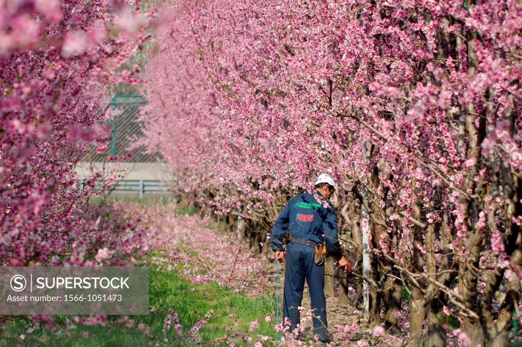 Between Bazzano and Crespellano, Emilia-Romagna, Italy: a man working at plums trees blossoming in Springtime  