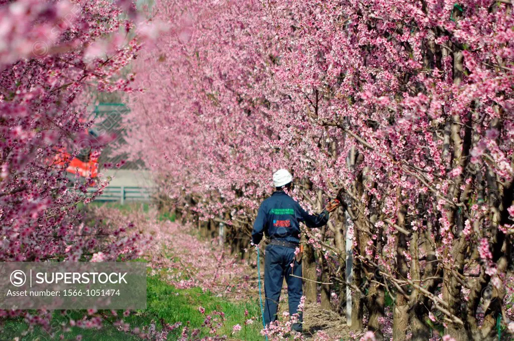 Between Bazzano and Crespellano, Emilia-Romagna, Italy: a man working at plums trees blossoming in Springtime  
