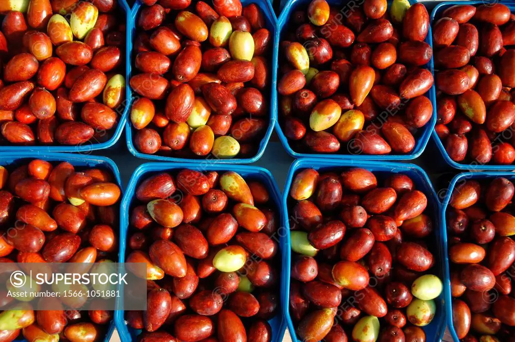 Santarcangelo di Romagna, Italy: giuggiole fruits - Chinese dates’ -, from Ziziphus jujuba plant  