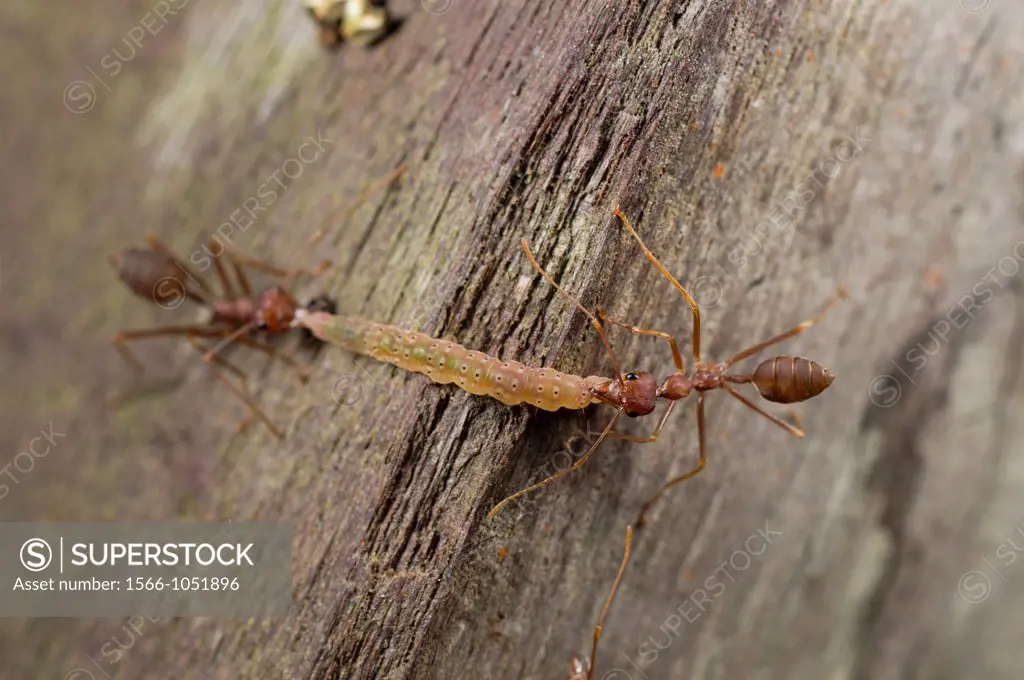 Red ants attacking caterpillar. Image taken at Kampung Skudup, Sarawak, Malaysia.