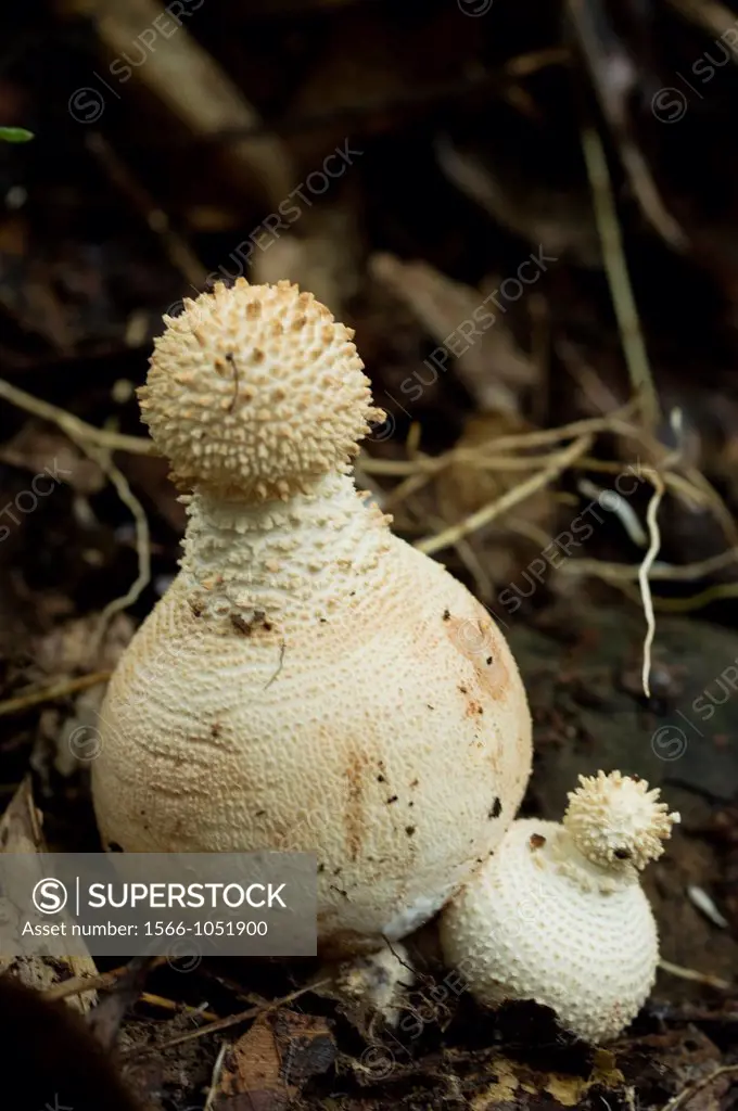Mushrooms. Image taken at Kampung Singai, Sarawak, Malaysia.