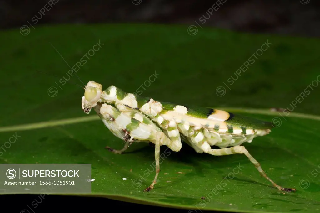 Praying mantis. Image taken at Kampung Singai, Sarawak, Malaysia.