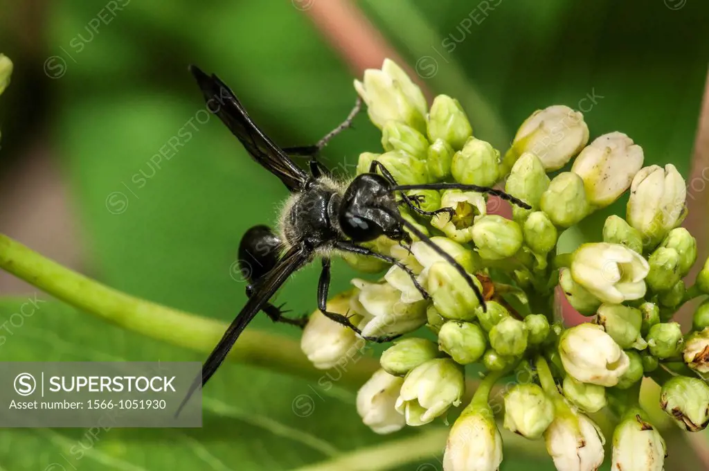 Steel-blue Cricket Hunter Chlorion aerarium on Indian Hemp Apocynum cannabinum