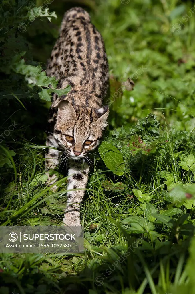 Tiger Cat or Oncilla, leopardus tigrinus, Adult