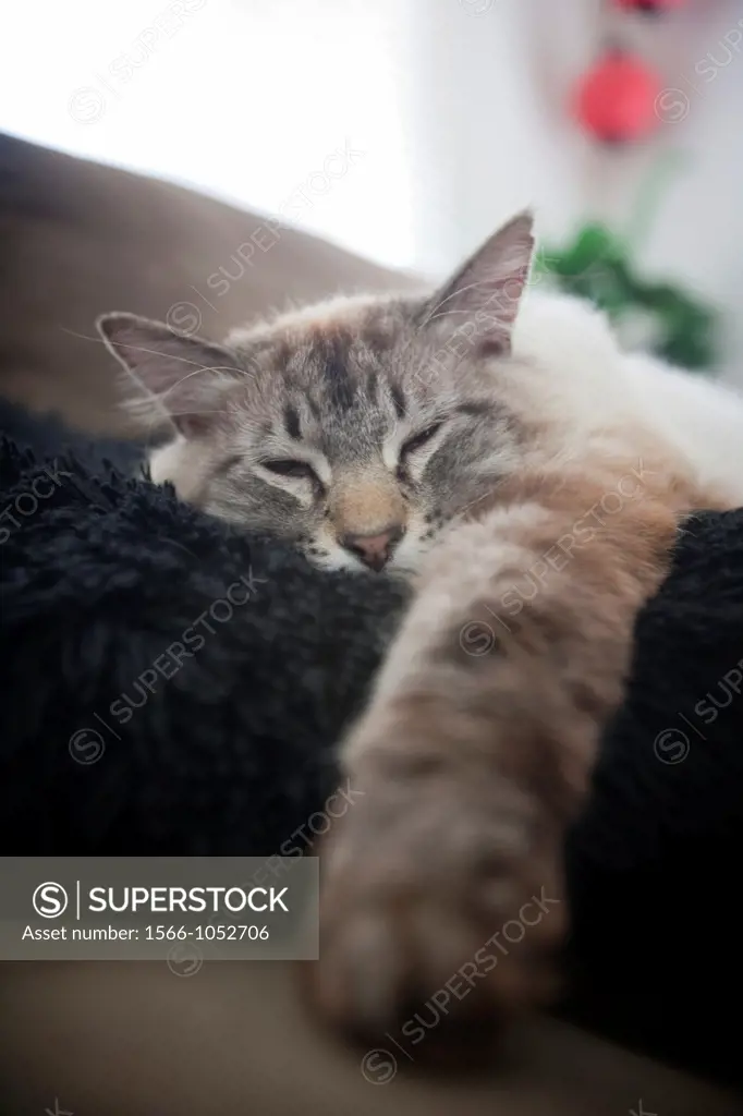 cat contentedly sleeping on a pillow