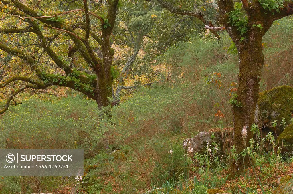 La Sauceda, Cork oak, Los Alcornocales Natural Park  Malaga province, Andalusia, Spain.