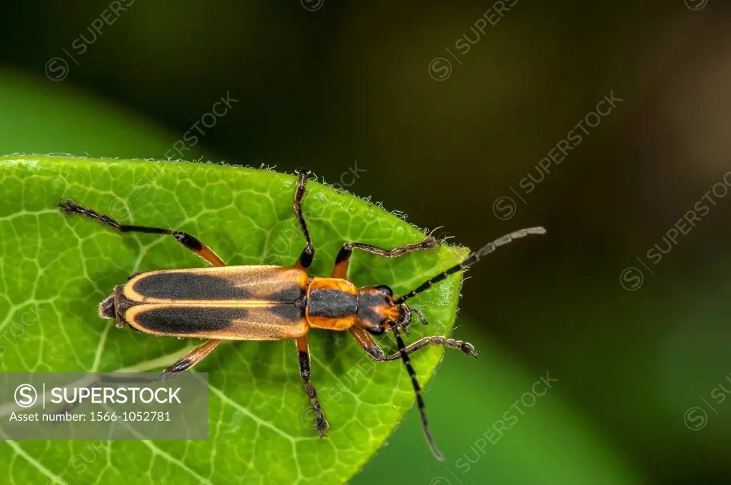 Pennsylvania Leatherwing Beetle Chauliognathus pennsylvanicus on Indian Hemp Apocynum cannabinum