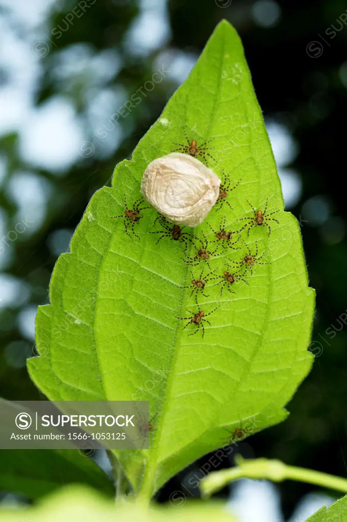 New born spiders. Image taken at Kampung Satau, Singai, Sarawak, Malaysia.
