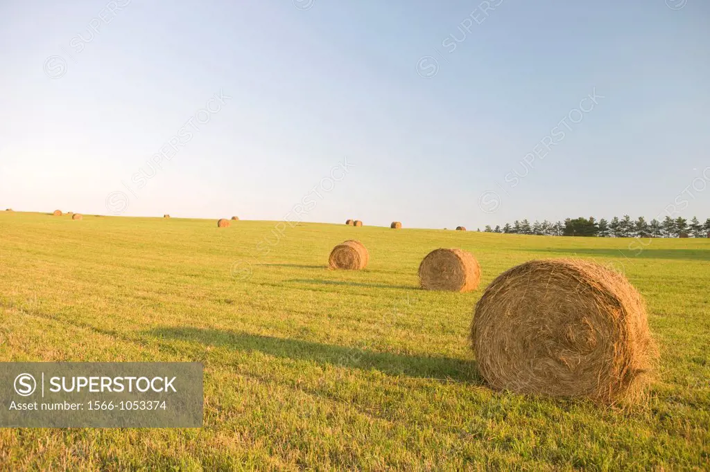 Bayles Of Hay In Fields Farmland Brookville Pennsylvania USA