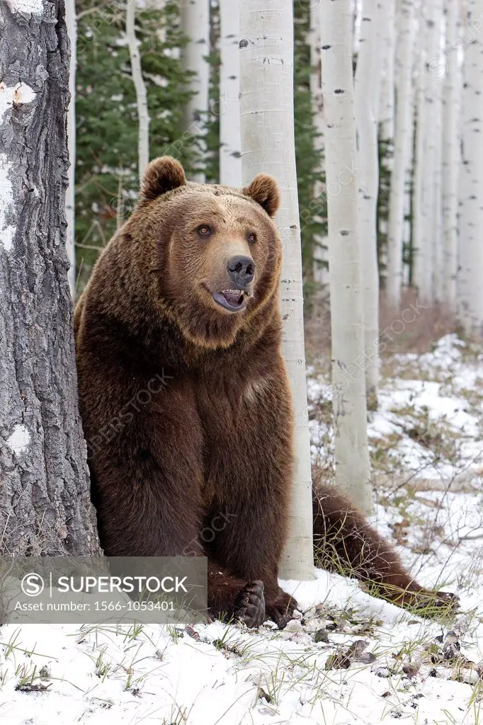 United Sates , Utah , near Moab , Grizzly bear  Ursus arctos horribilis