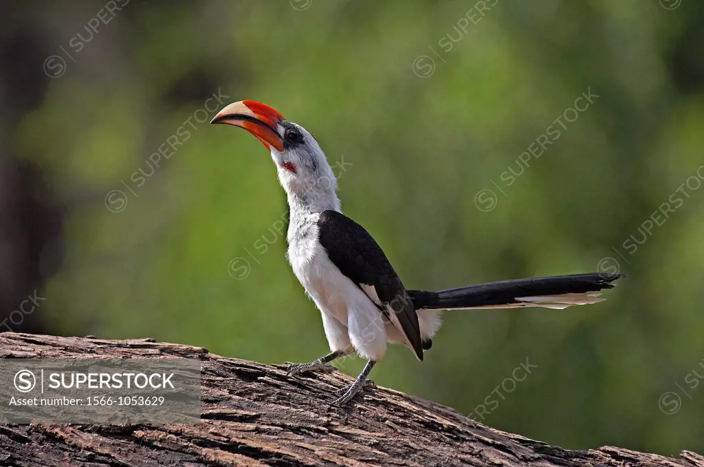 Von Der Decken´s Hornbill, tockus deckeni, Adult standing on Tree Trunk, Masai Mara Park in Kenya