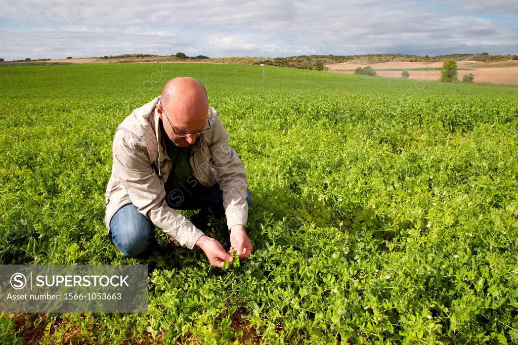 Pea growing field, Agricultural Investigation and Research, Agricultural fields, High Ribera, Arga-Aragon Ribera, Navarre, Spain